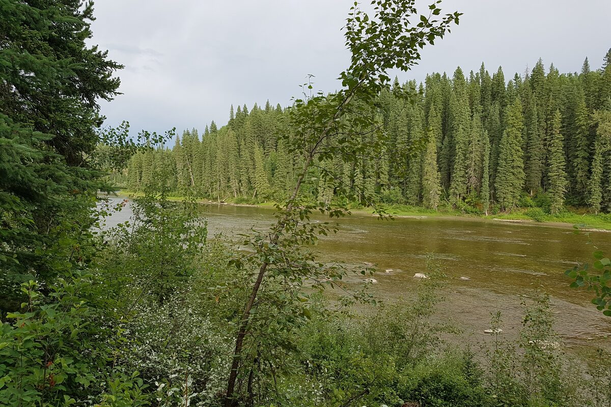 McLeod River near Edson surrounded by dense spruce forest